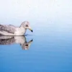 دانلود آهنگ تموم زندگیم توی نگاهته همه وجود من محو چشای ماهته “هوش مصنوعی” از معین